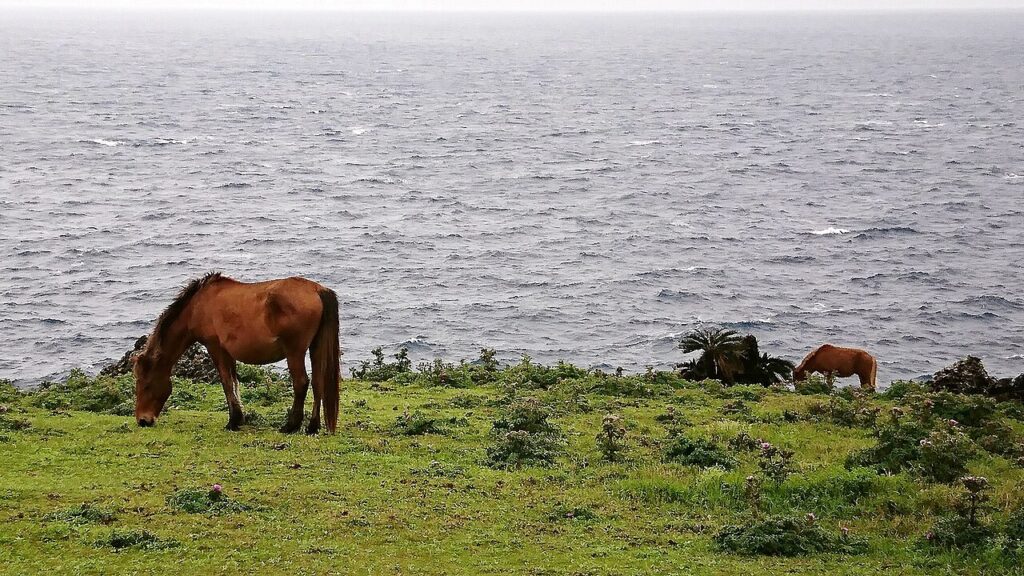 Yonaguni Horse 