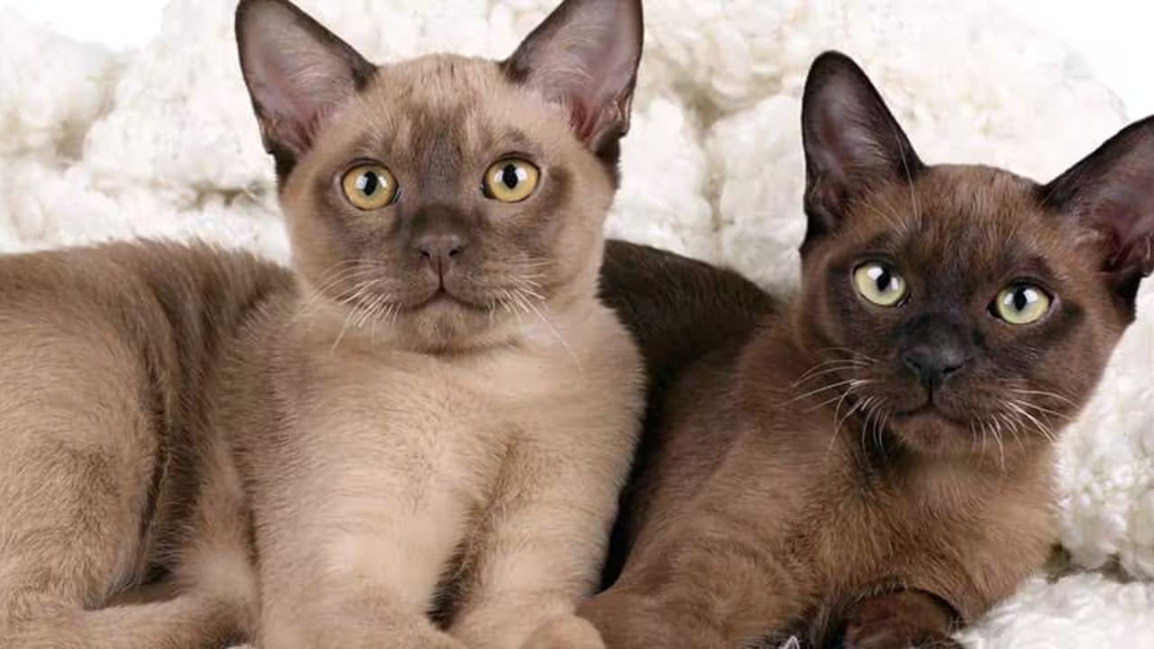 Burmese