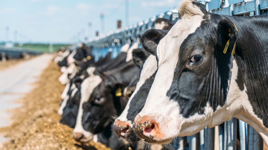 where are cows native to