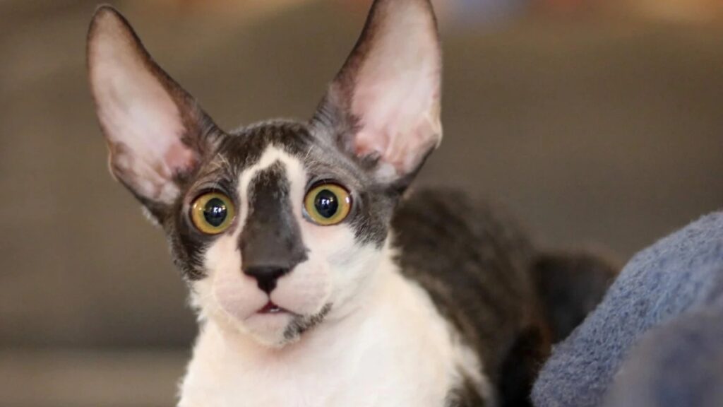 cornish rex