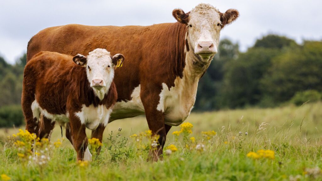 Beef Cows