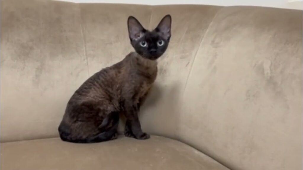 devon rex