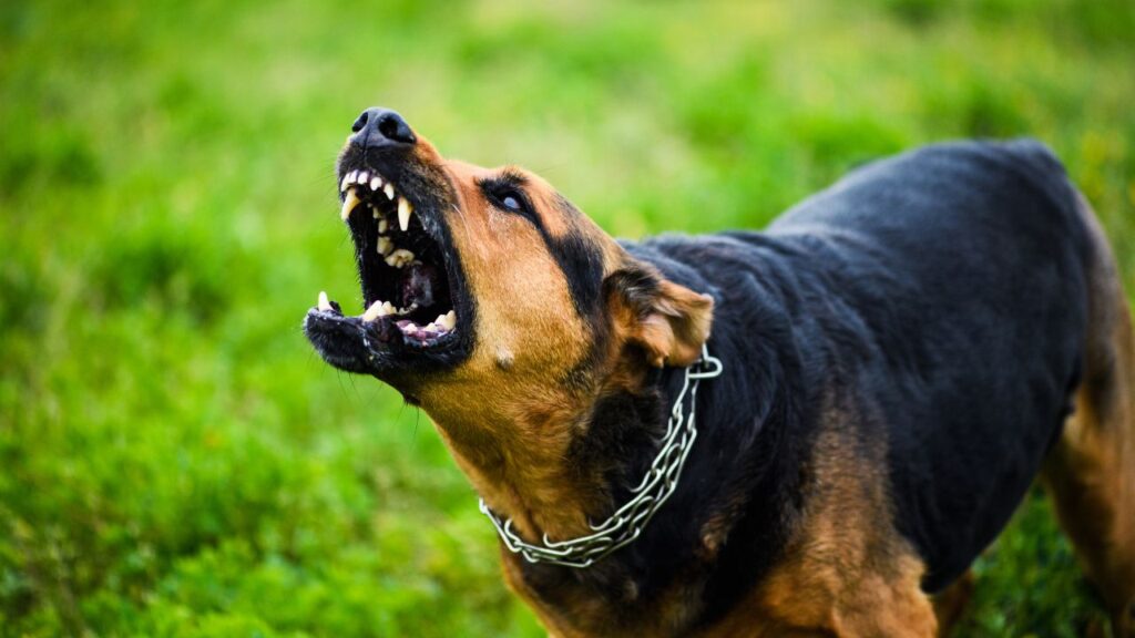 Dogs Are Responsible for 70,000 Deaths Annually (WHO)