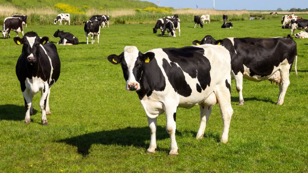 global population of cows