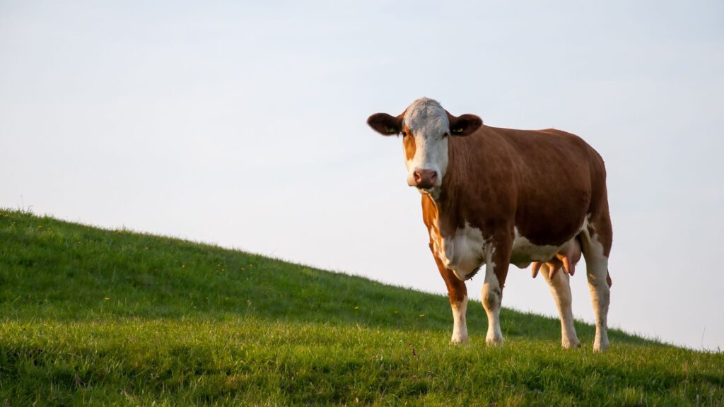 how many cows are left in the world