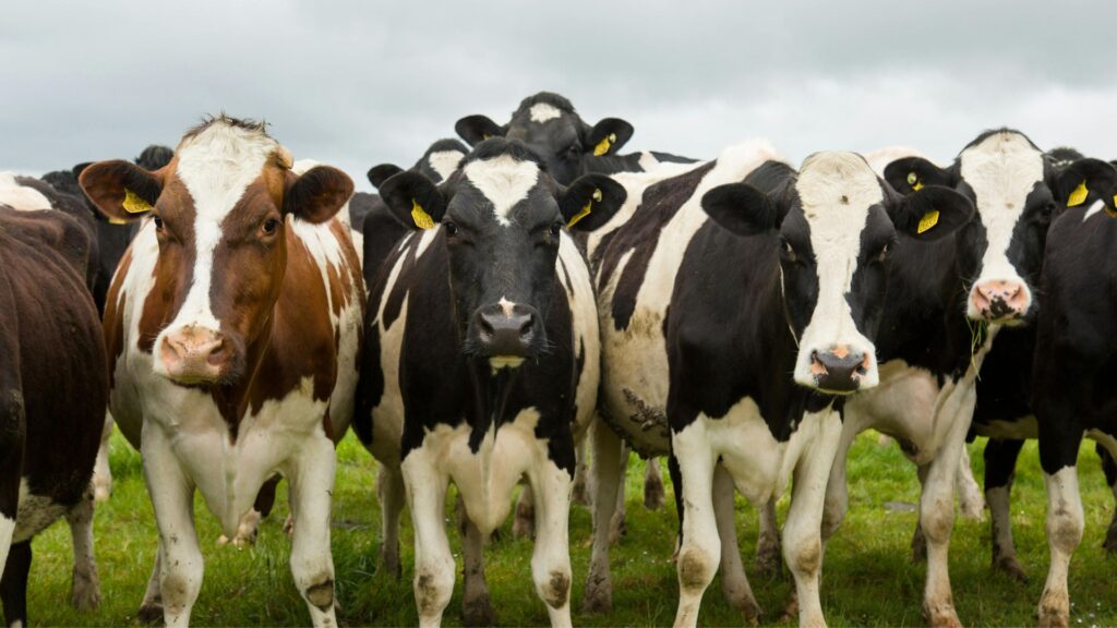 how many cows are there in the united states