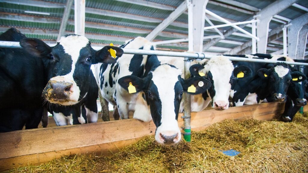 how many cows in dairy industry