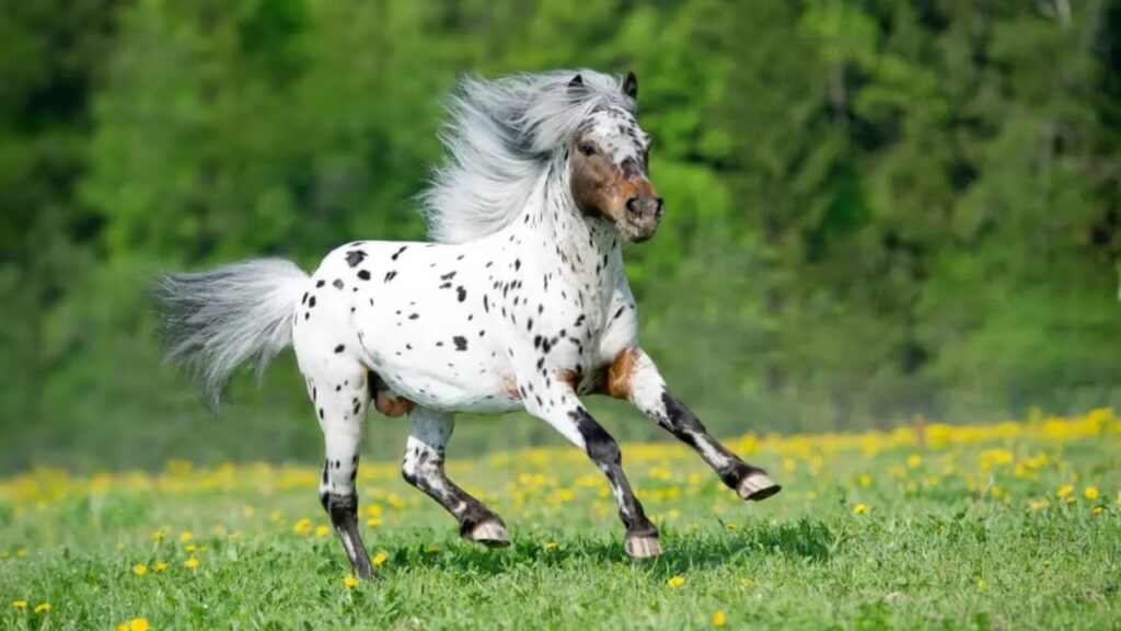 Pony of the Americas