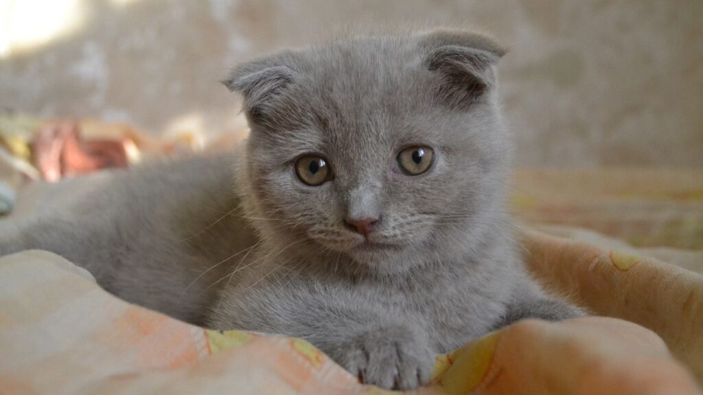 scottish fold
