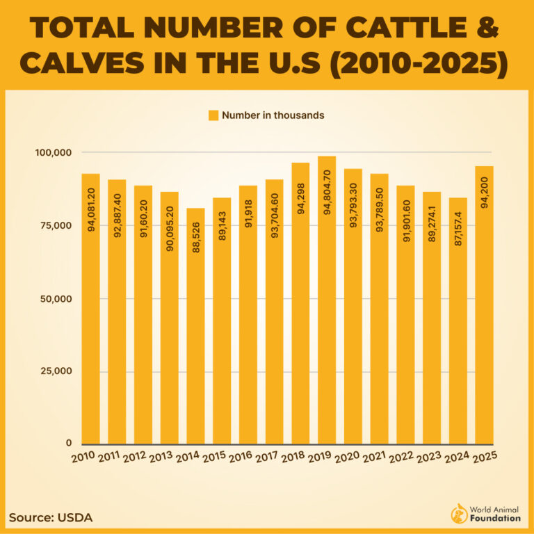 How Many Cows Are In The US In 2026