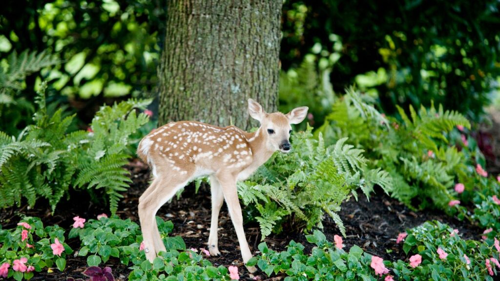  Fewer bucks harvested in woods
