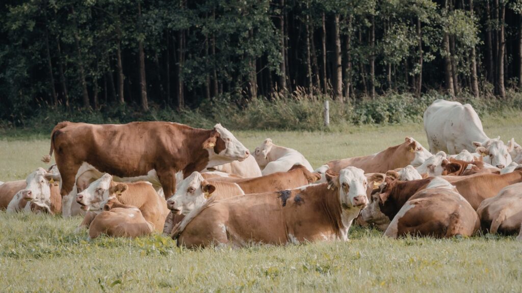 where did cows come from