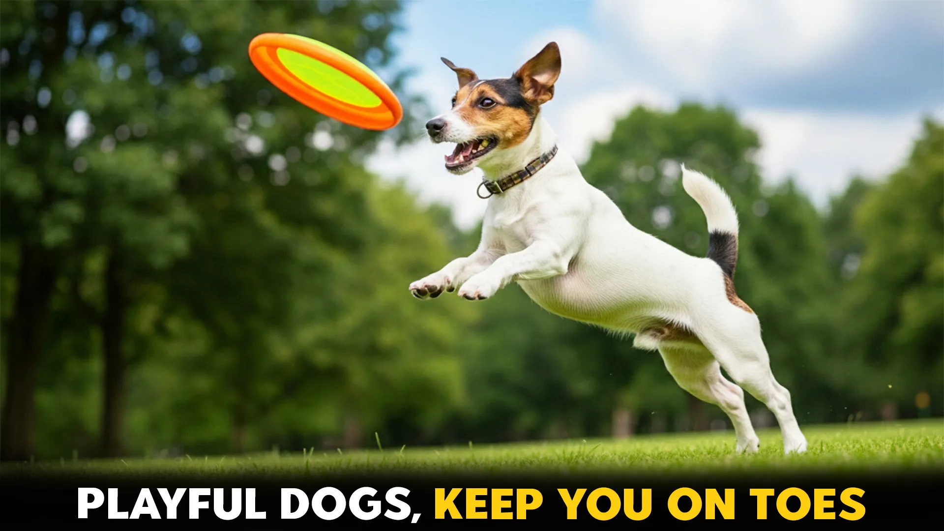 13 playful small dog breeds that will keep you on your toes