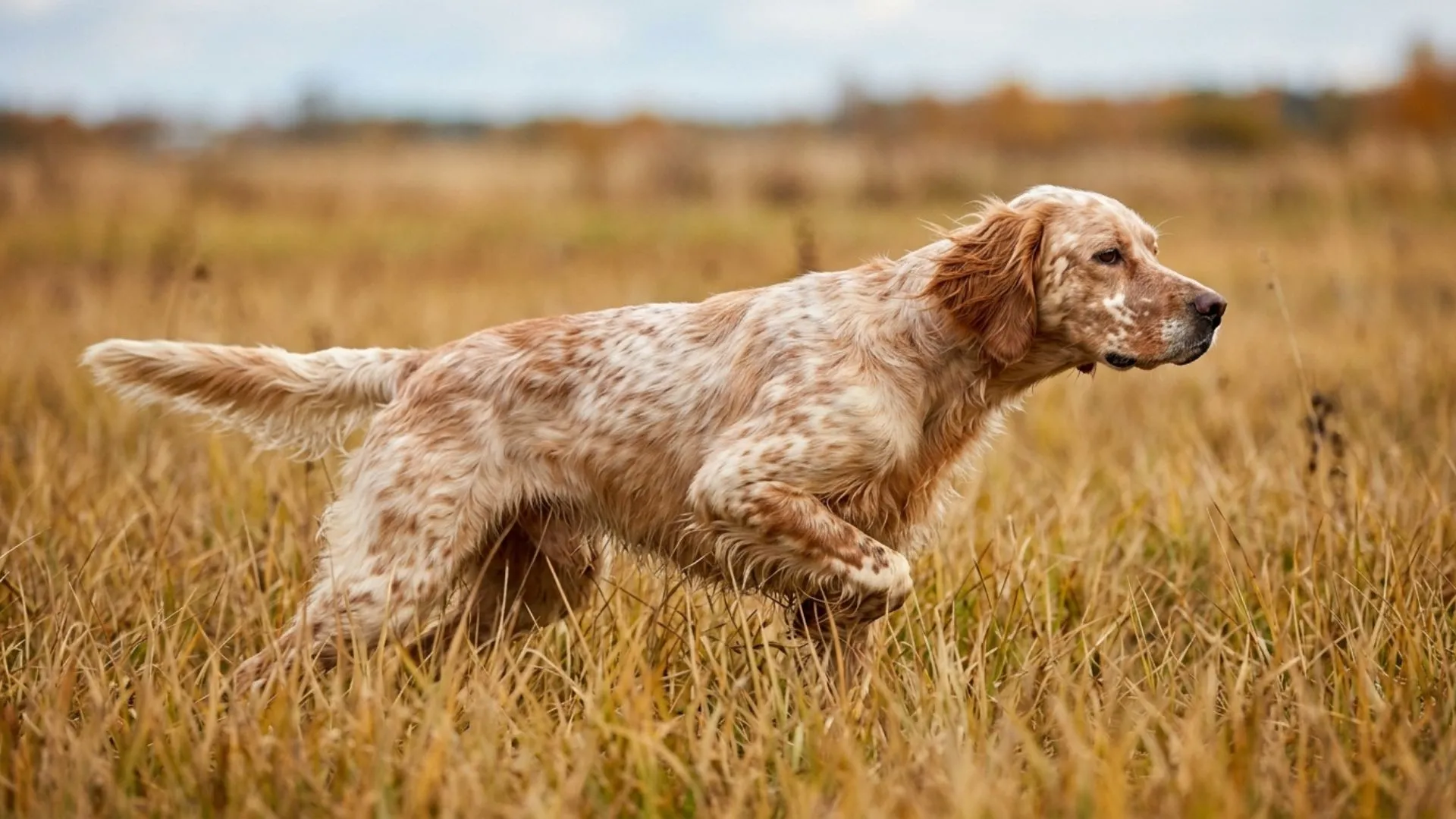 7 Versatile Dog Breeds for Diverse Hunting Specializations