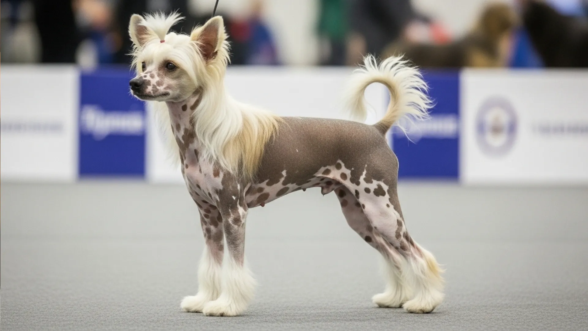 7 Dog Breeds That Barely Shed