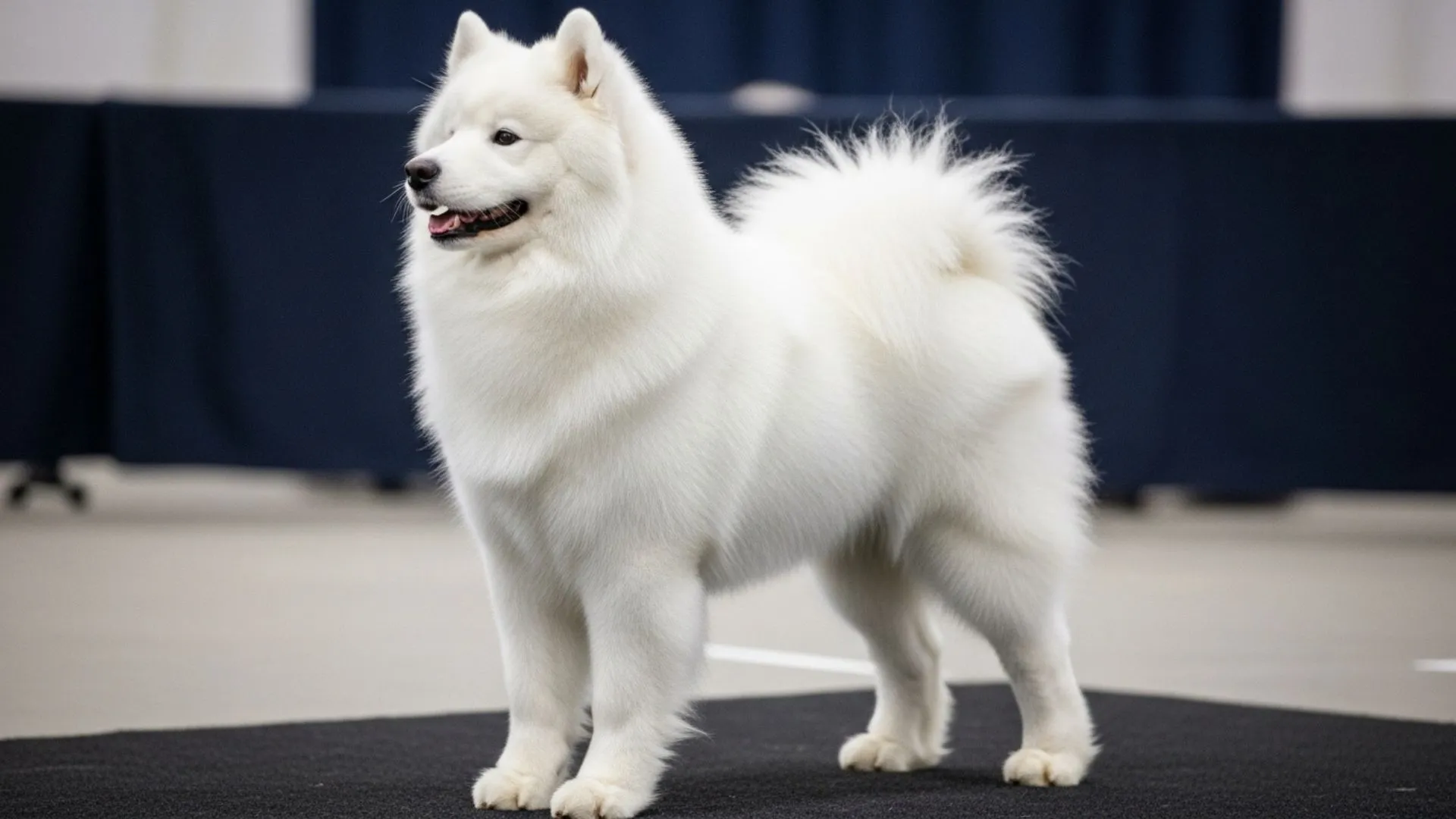 7 Elegant Dog Breeds That Make a Stunning Show Pup