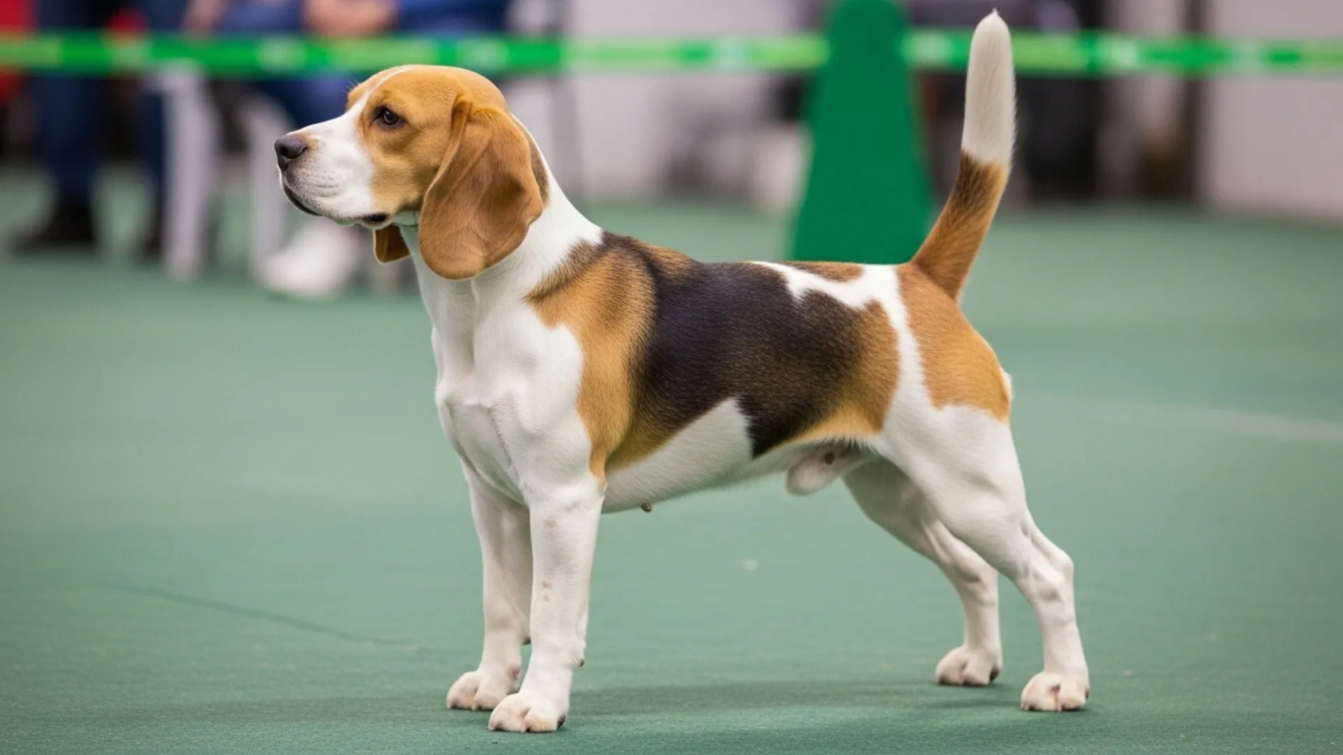 7 Charming White and Tan Dog Breeds