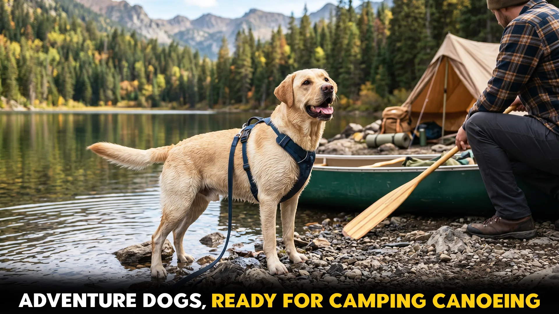 7 adventure ready dog breeds for camping and conoeling