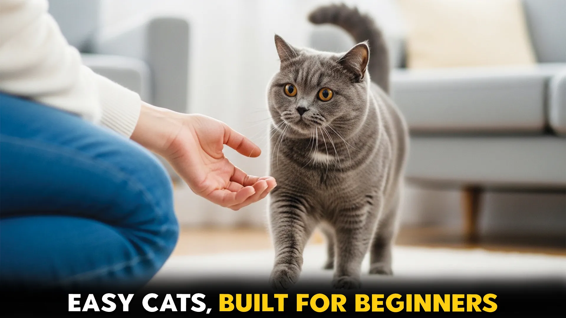 7 best cat breeds for first time owners