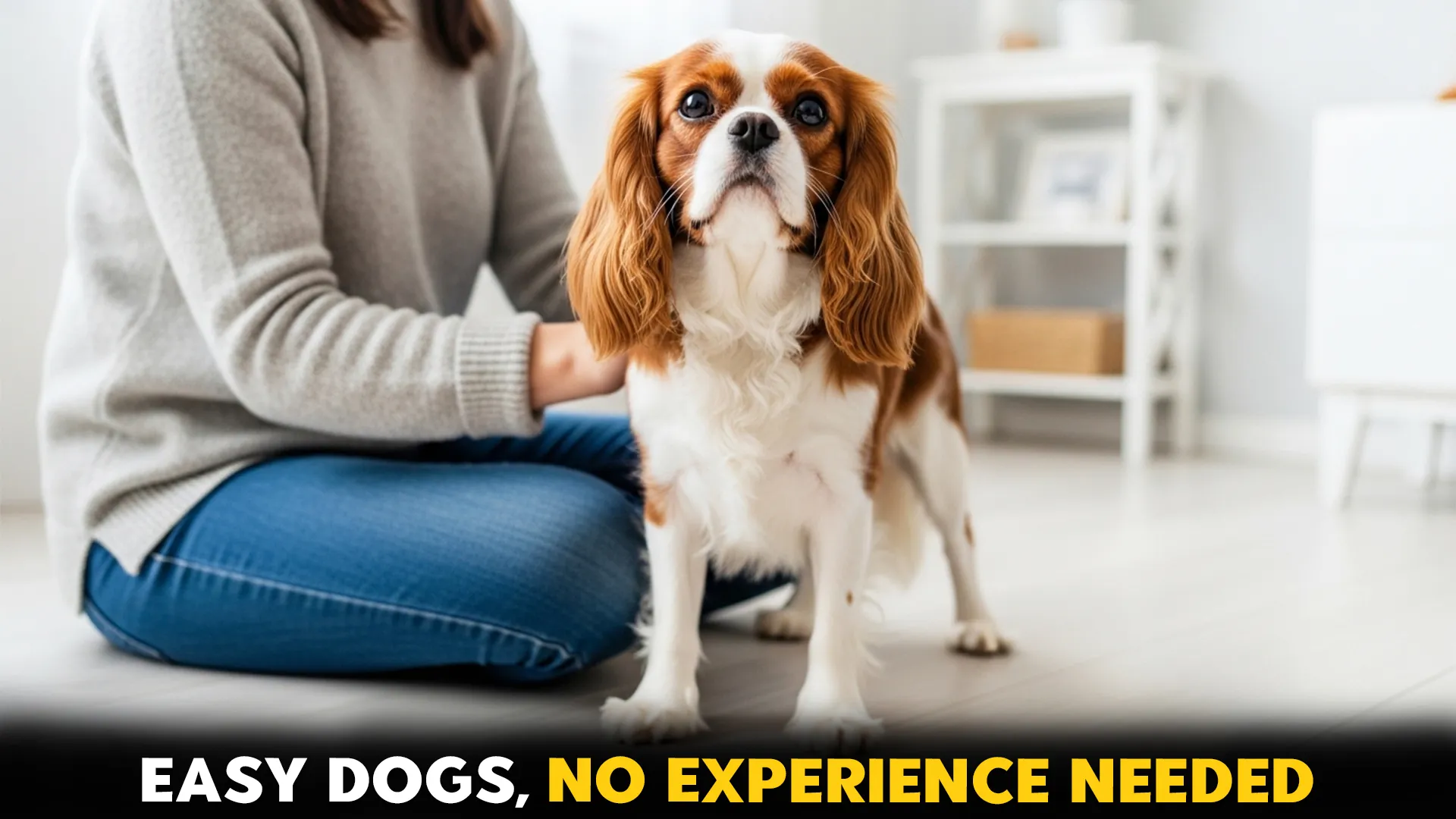 7-Best-Dog-Breeds-for-Inexperienced-Pet-Owners