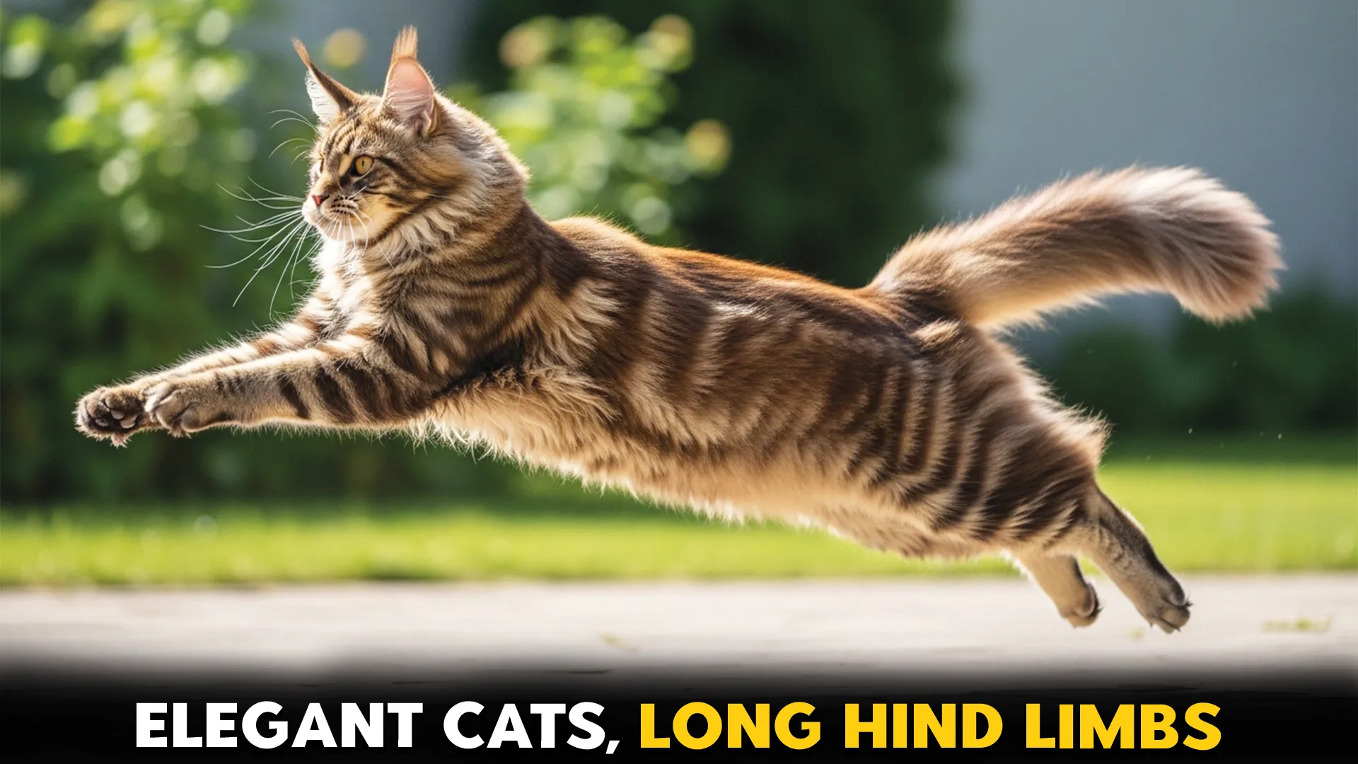 7-Cat-Breeds-with-Long-Hind-Limbs