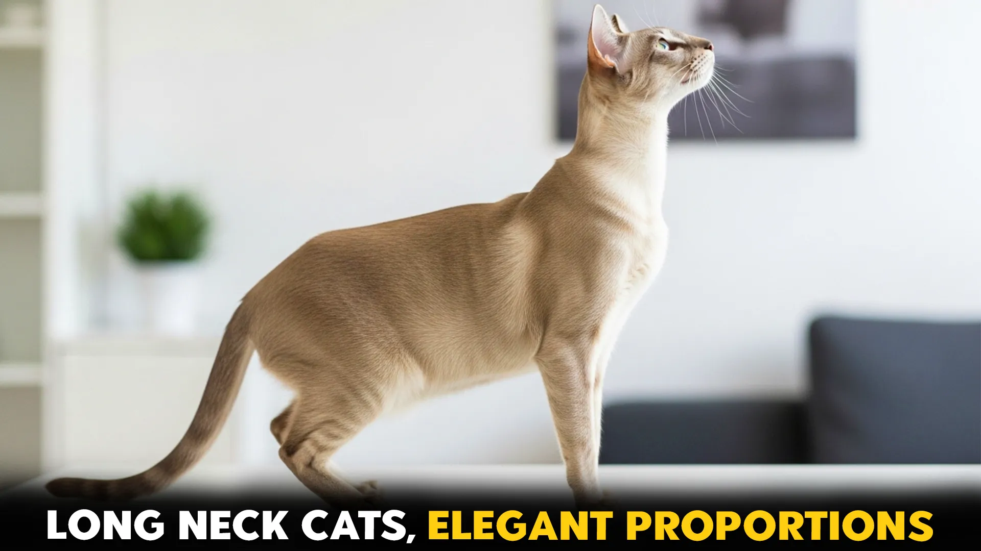 7-Cat-Breeds-with-Long-Neck-Proportions