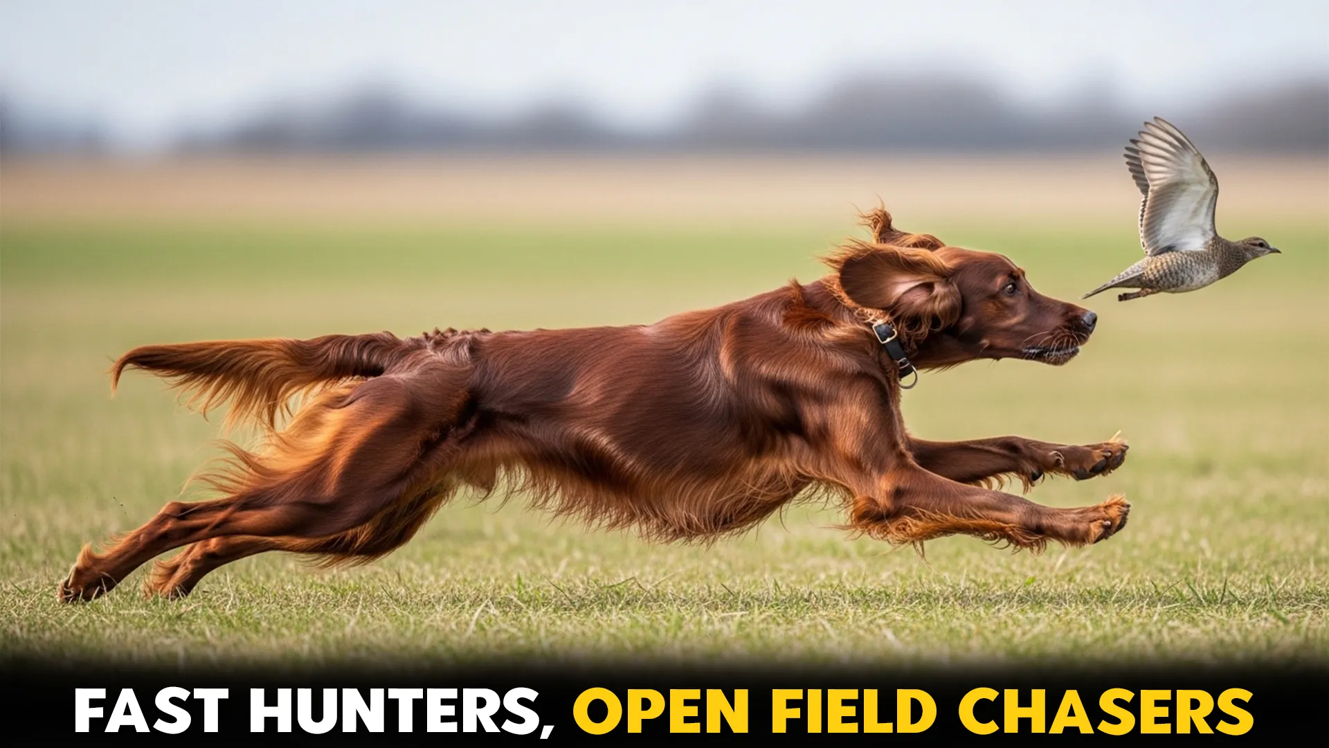 7 dog breeds that chase birds in wide open spaces fast