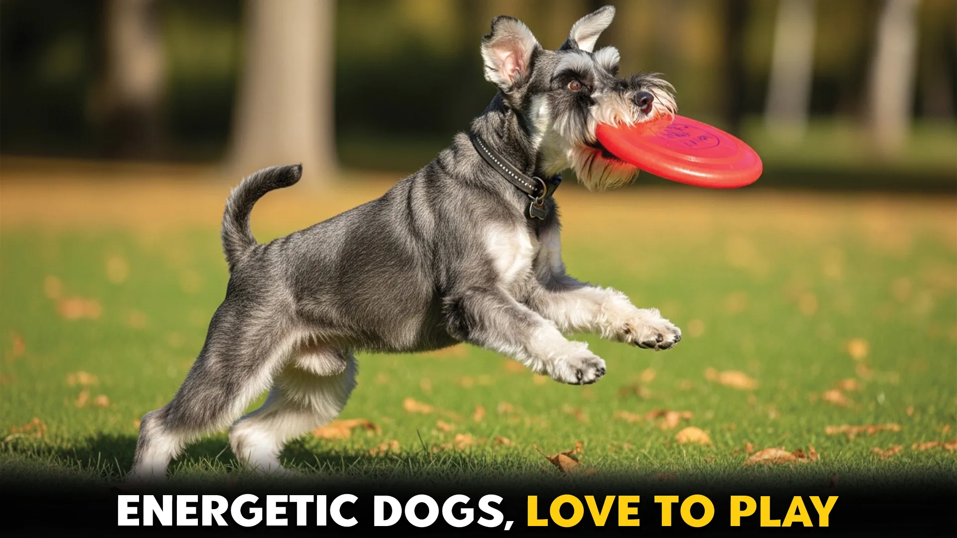 7 Energetic Small Dog Breeds That Love a Good Play Session