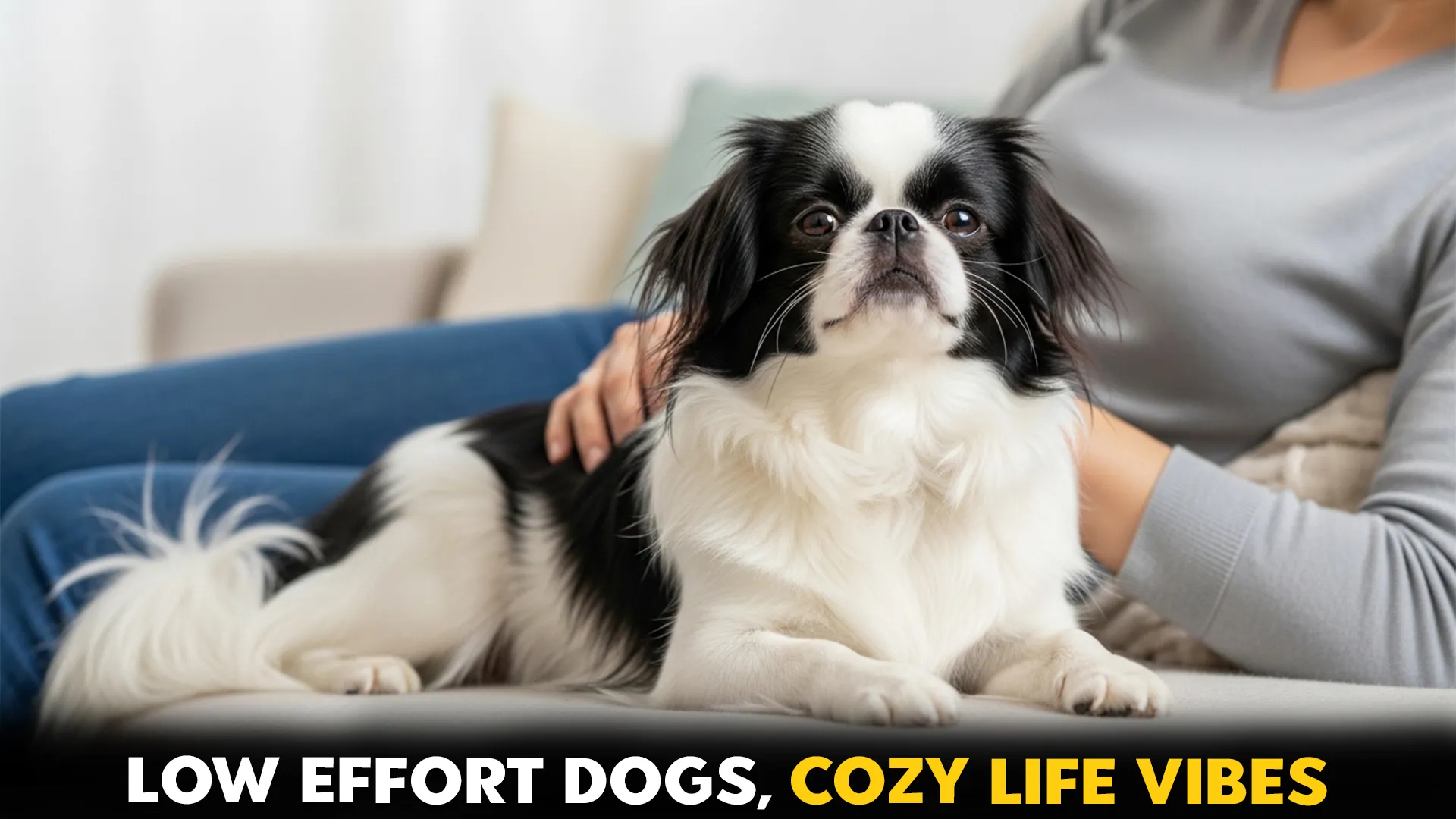 7 excellent low maintenance dog breeds for a relaxed