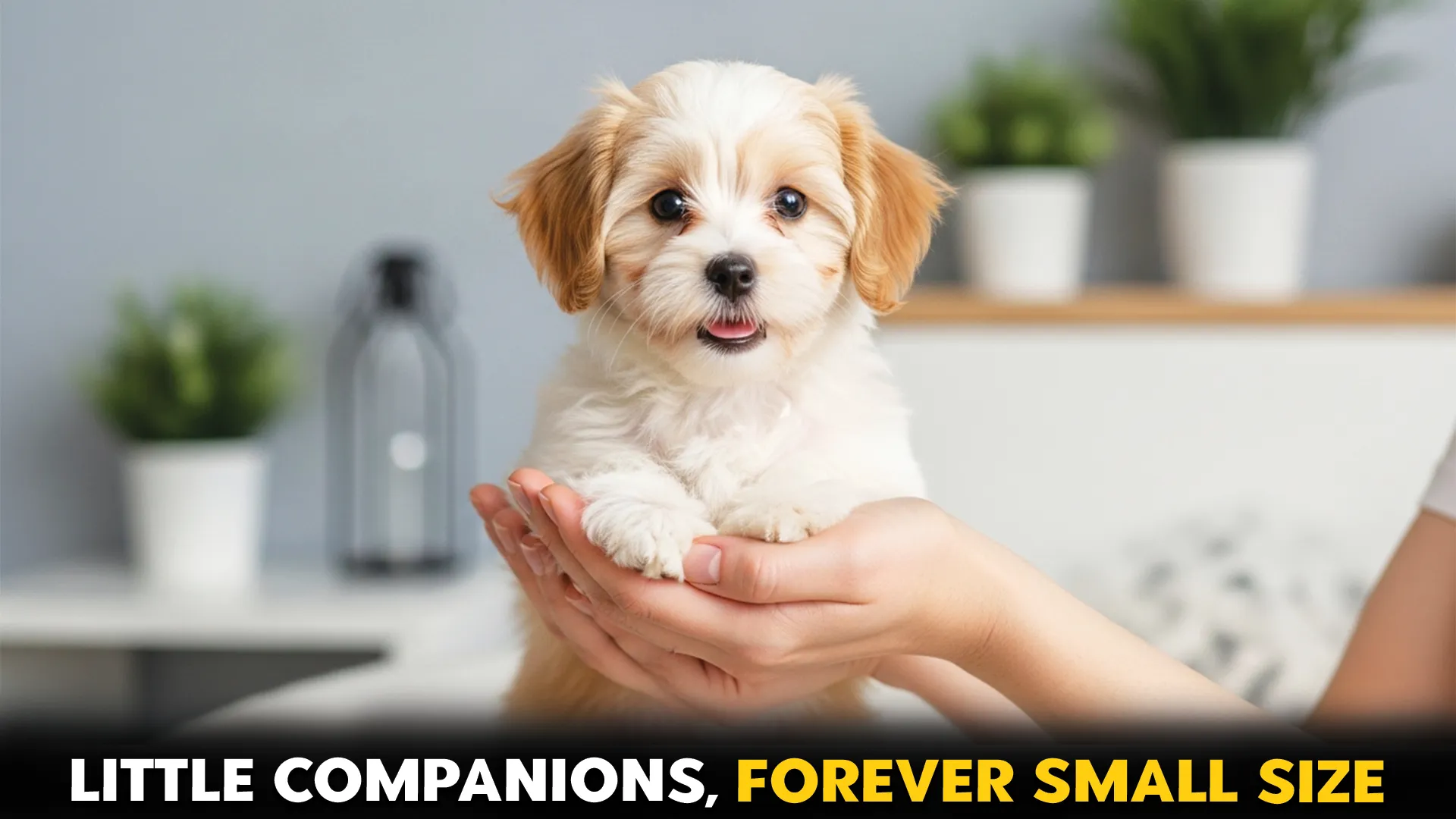 Rugged Dog Breeds for Mountain Climbing