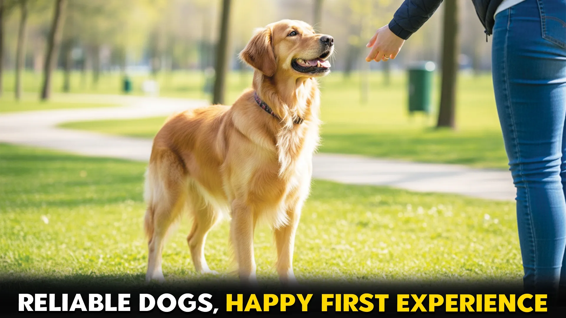 Reliable Dog Breeds for First-Time
