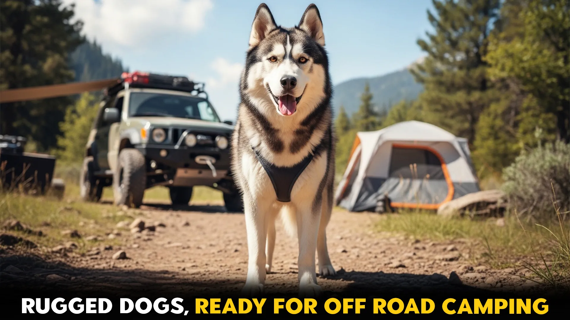 7 rugged dog breeds that love off road camping trips