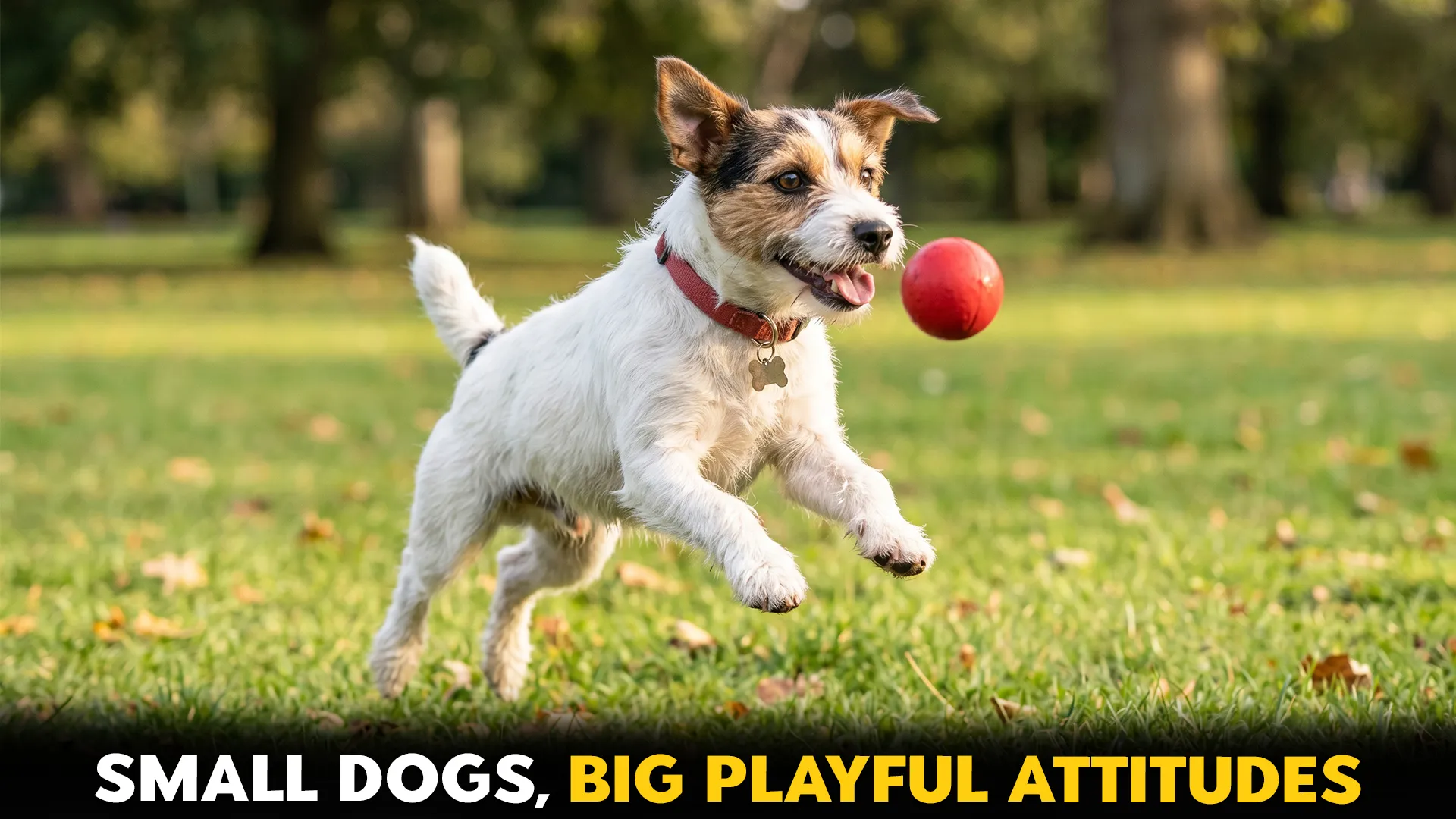 7 small dog breeds that pack the most playful attitude