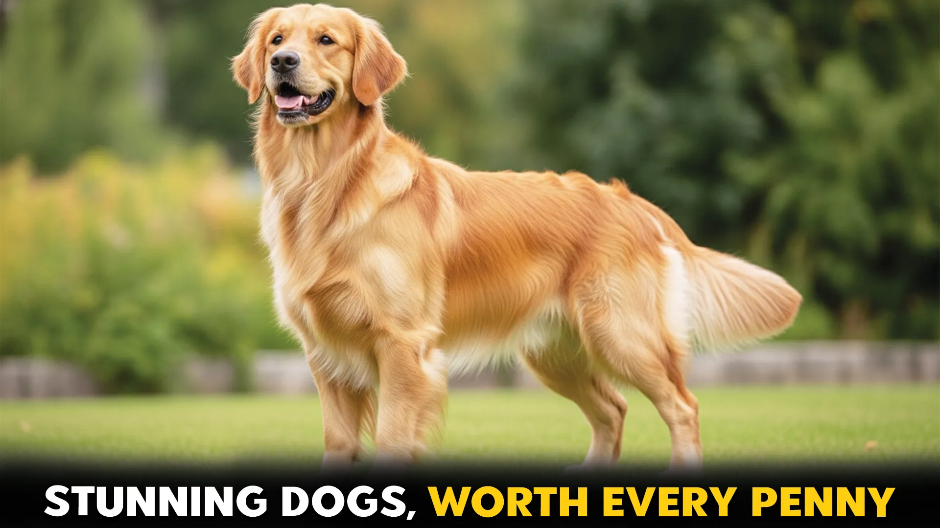 7 stunning dog breeds with every penny beautiful dogs that have it all