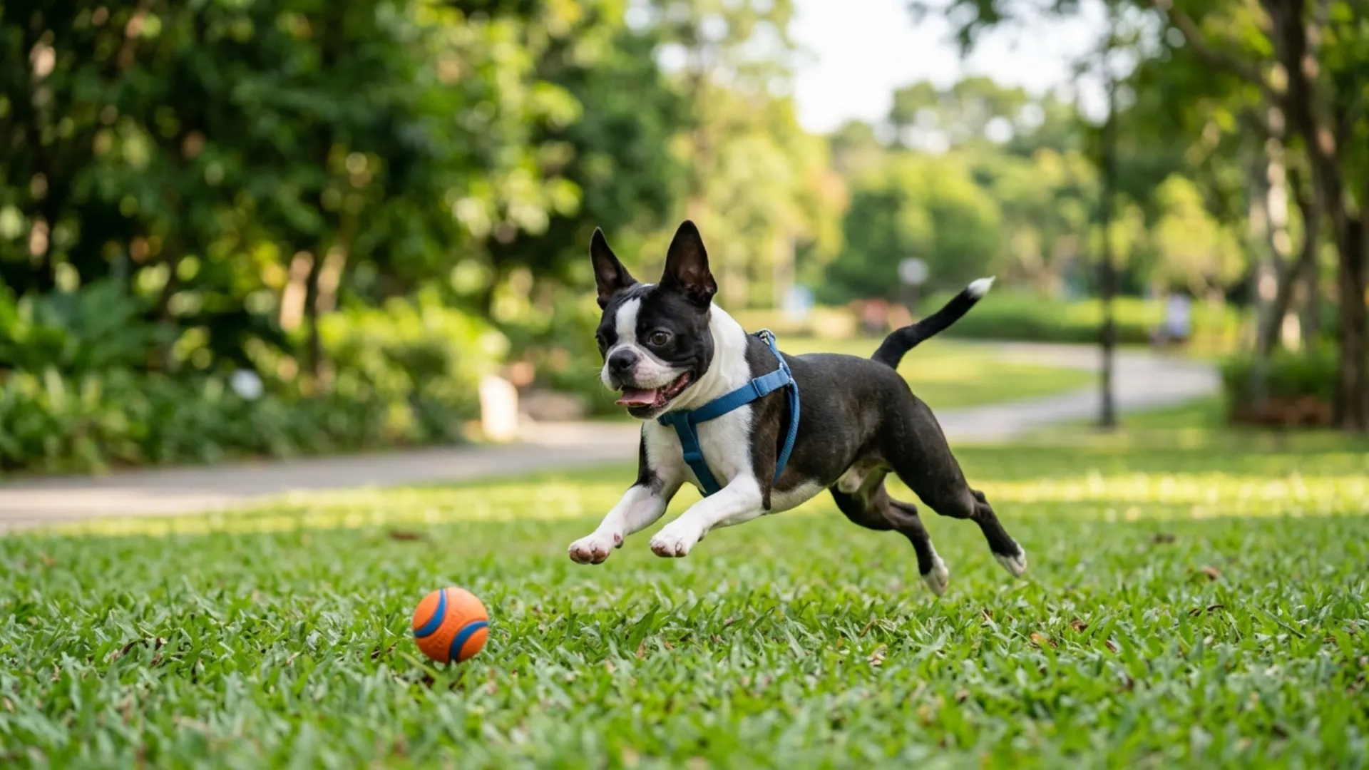 9 Small Dog Breeds With Playful Spirits Perfect for Families