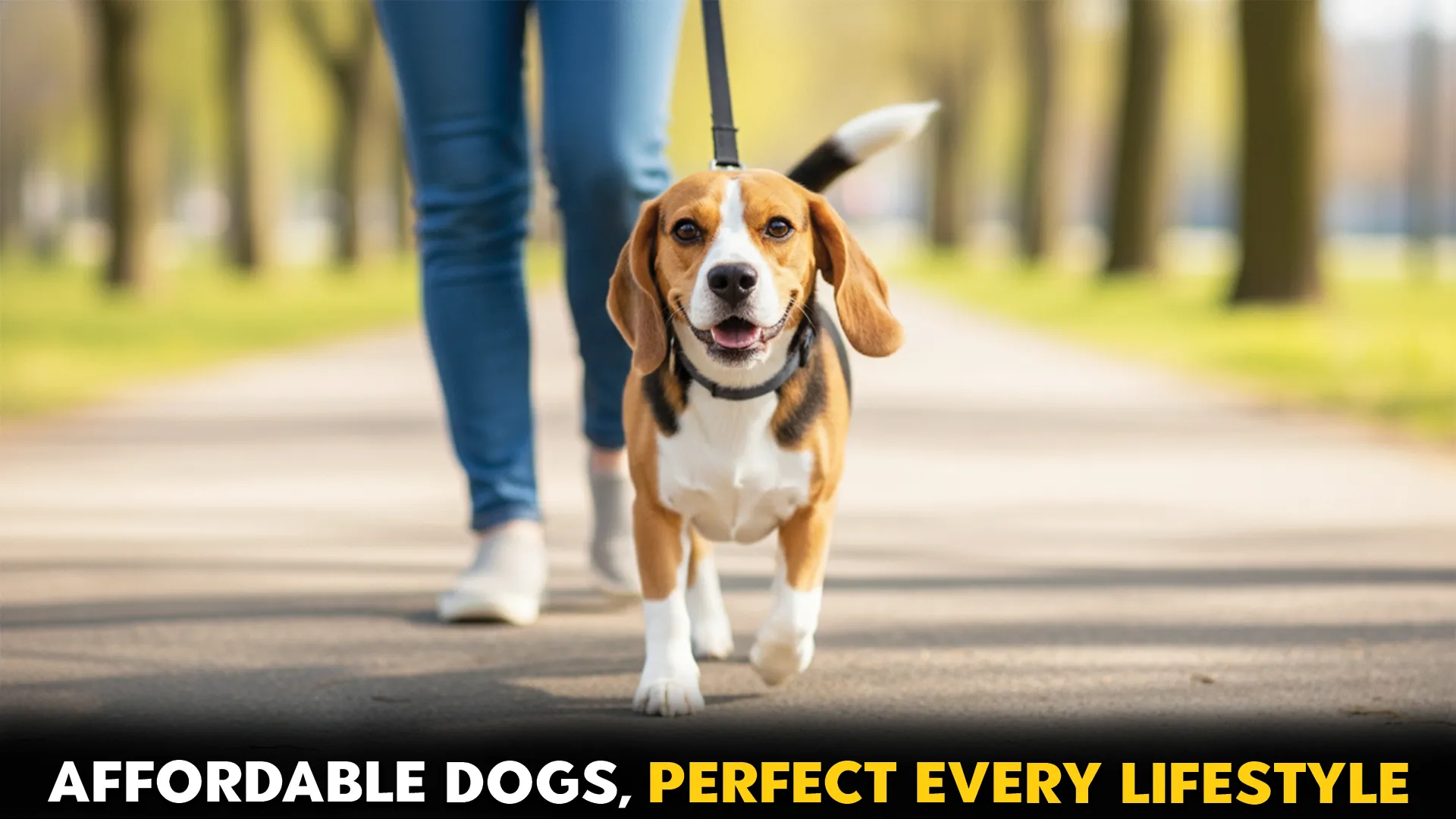 9 affordable dog breeds for every lifestyle