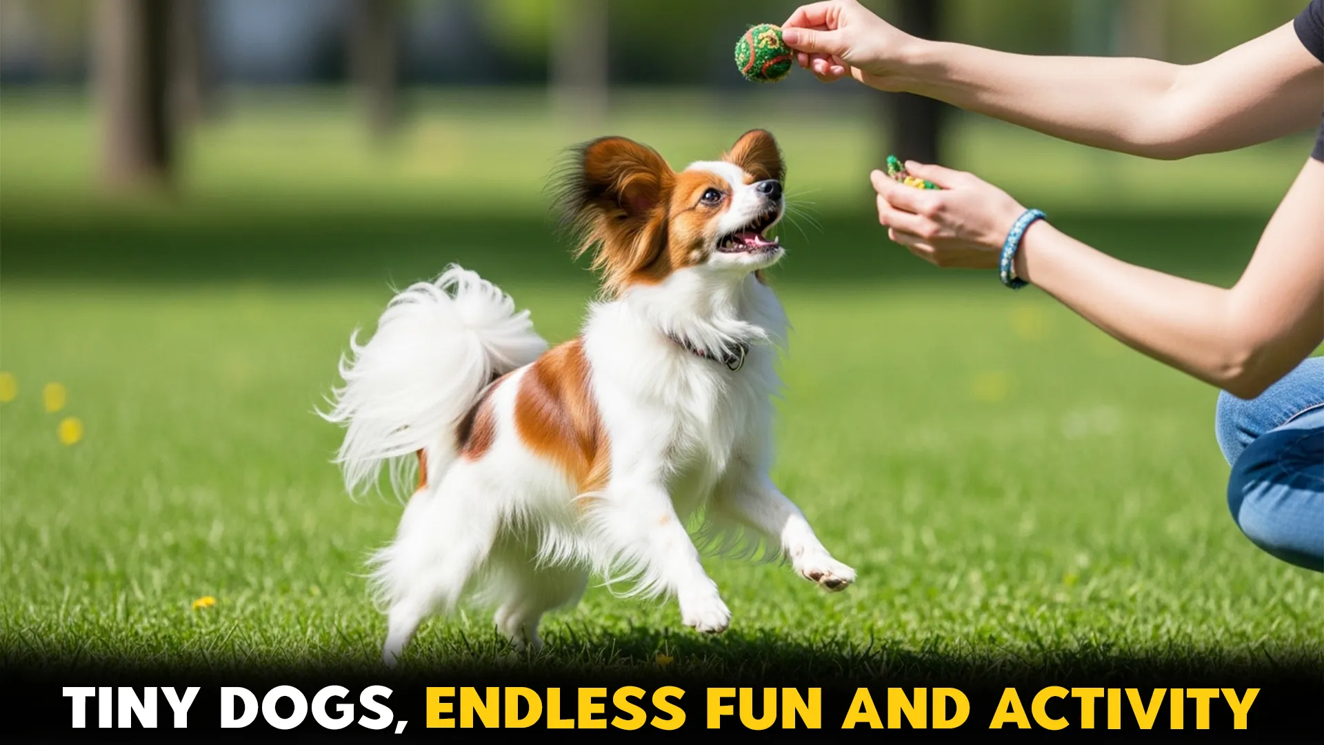 9 Fun-Filled Small Dog Breeds to Add Joy and Activity to Your Life