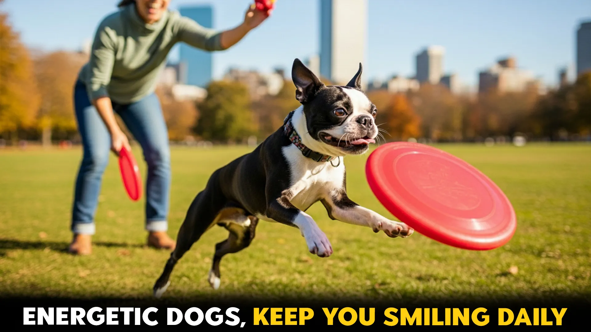 9 Most energetic small dog breeds that will keep you laughing