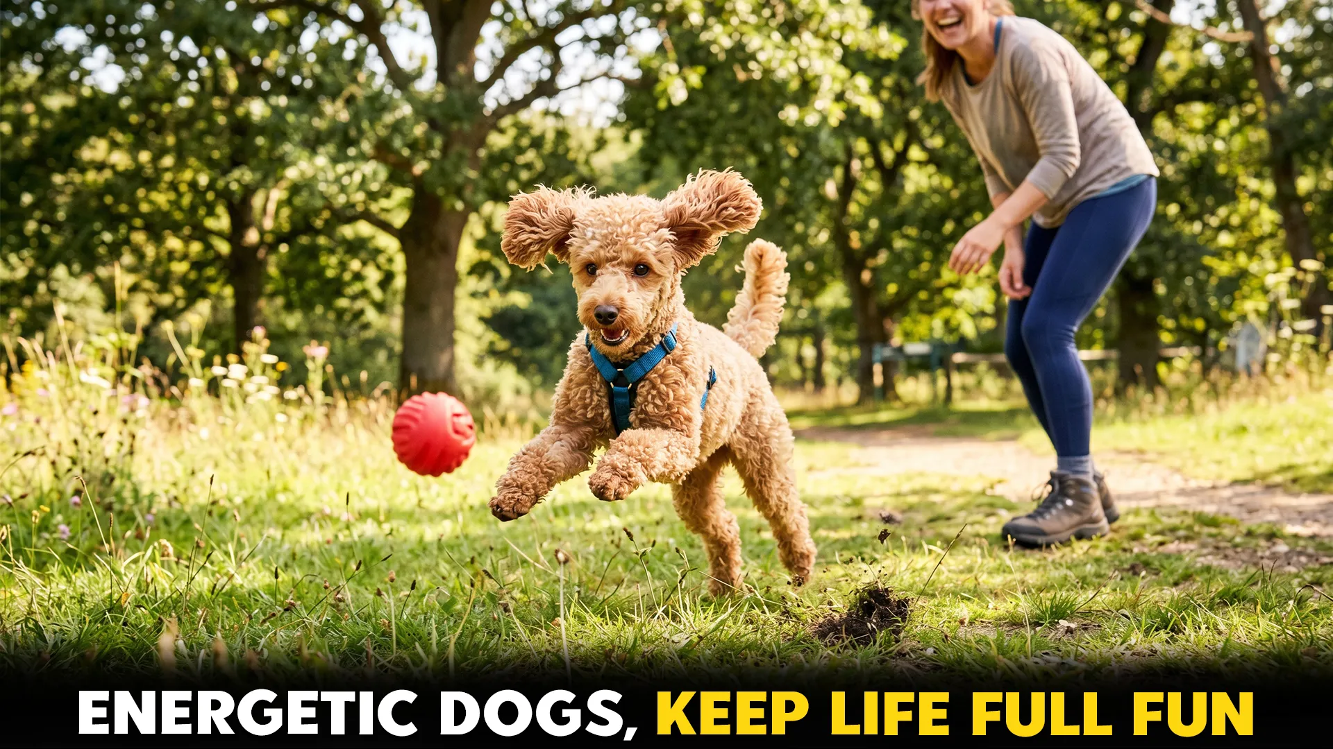 9 Most energetic small dog breeds to keep your life full of fun