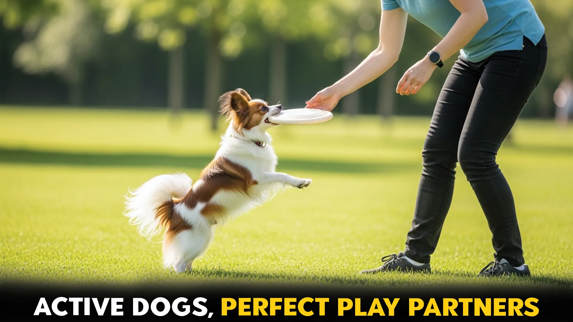 9 small dog breeds that are playful for active lives