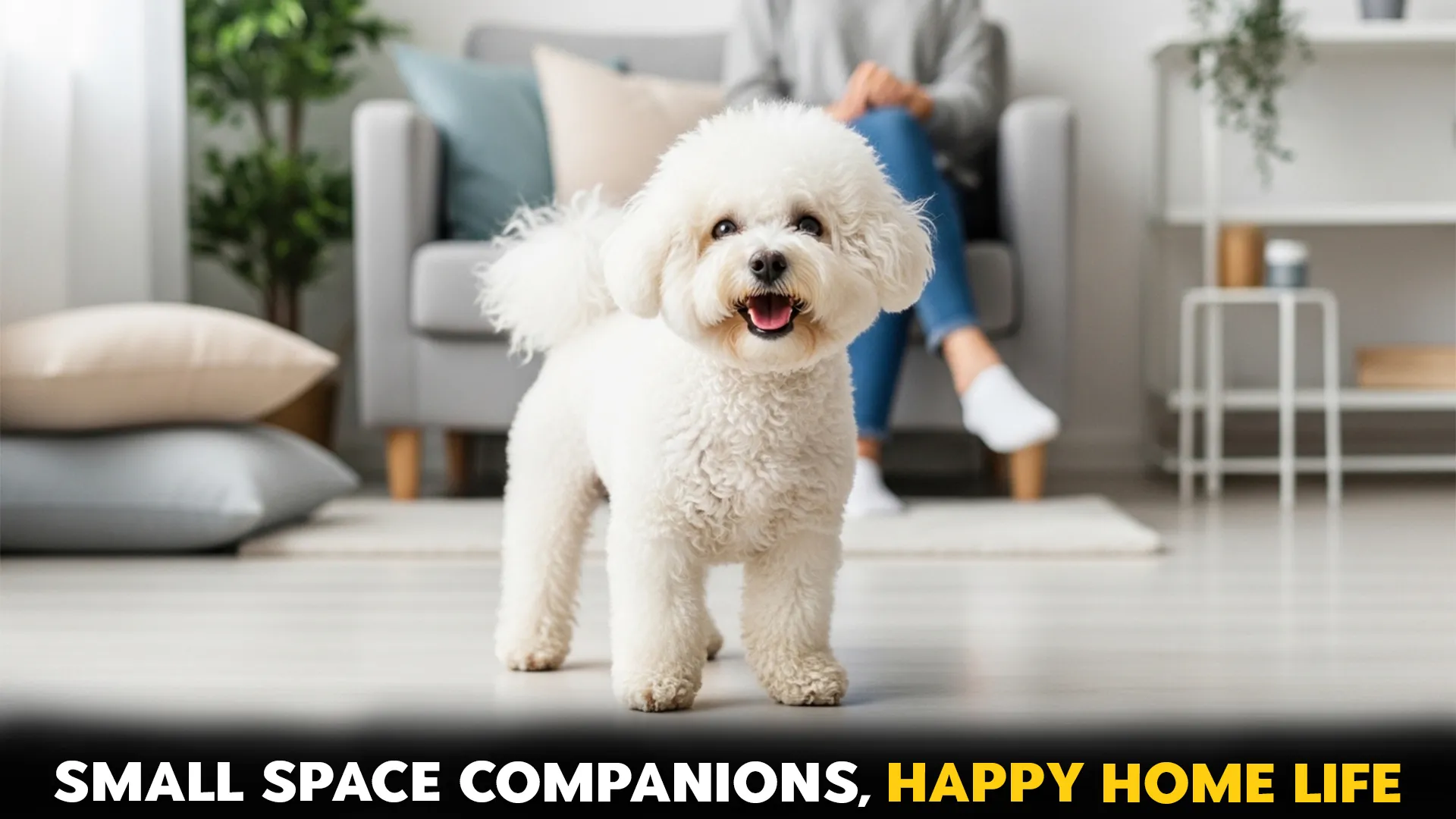 9 wonder full dog breeds suited to small dwellings