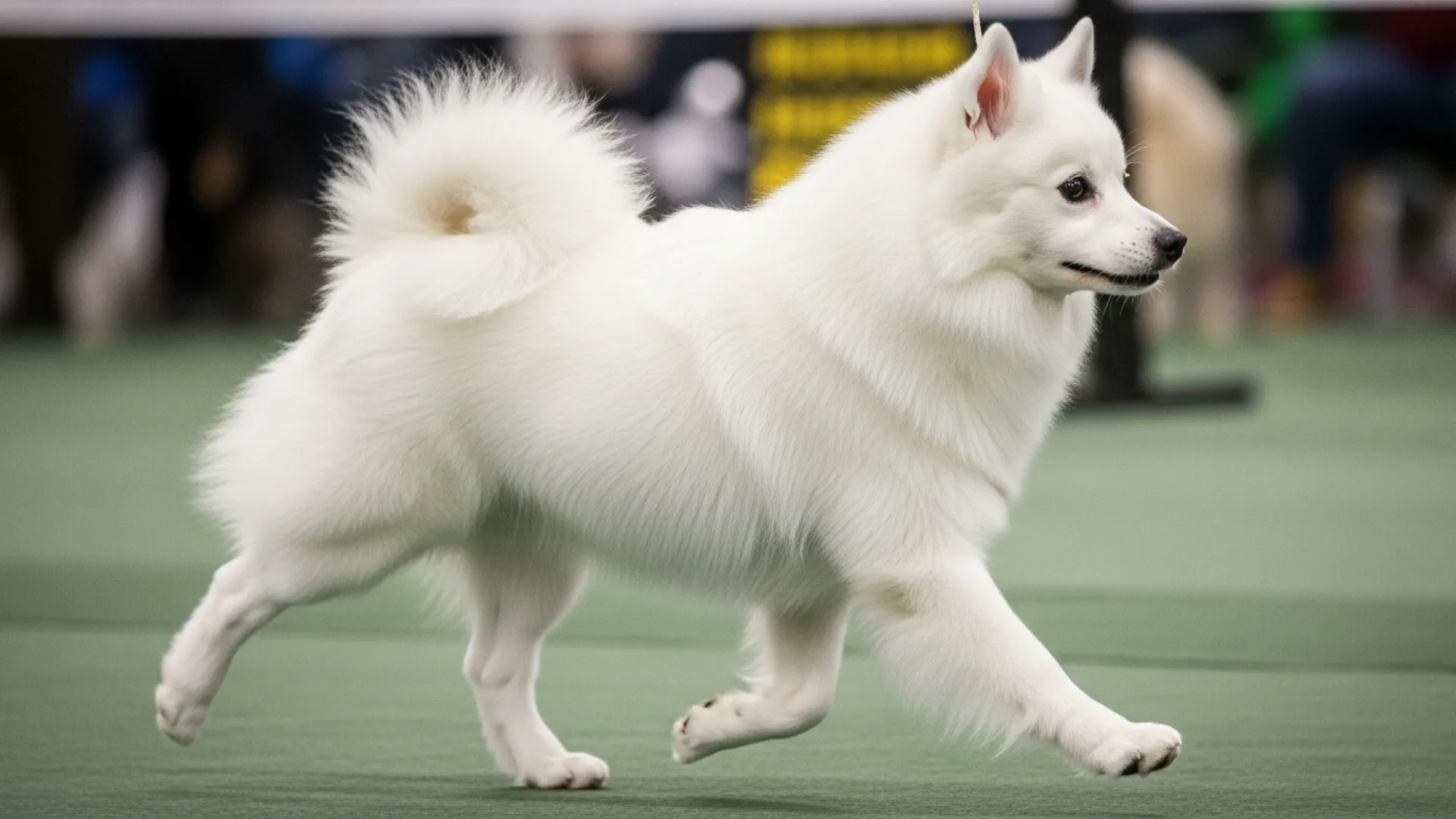 American Eskimo Dog