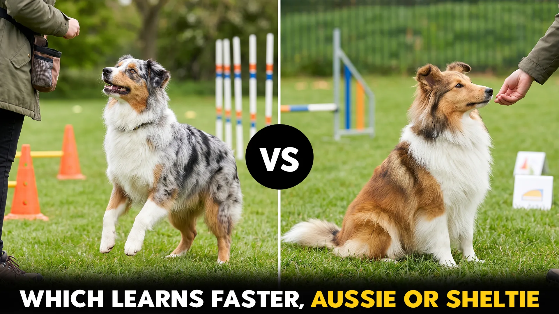 Australian-Shepherd-vs