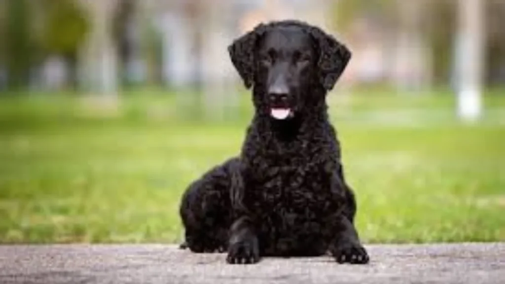 Curly Coated Retriever