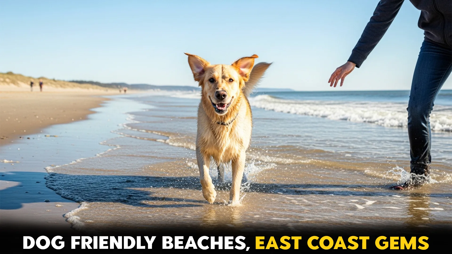 best dog friendly beaches on the east coast worth visiting this year