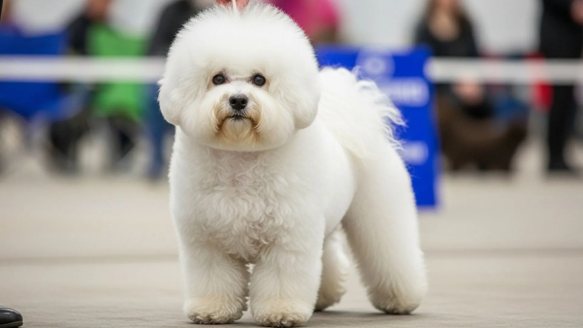 Excellent Dog Breeds That Barely Shed