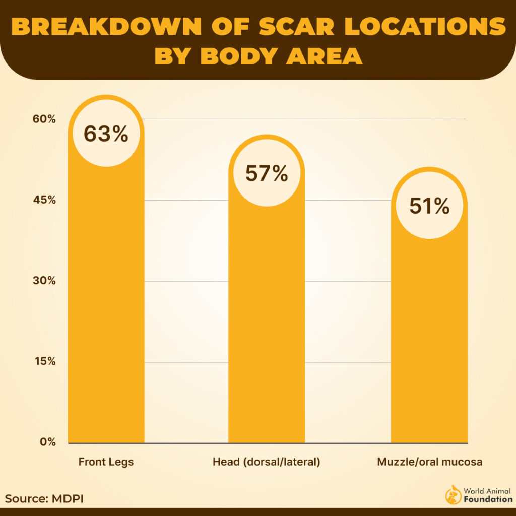 Breakdown of Scar Locations by Body Area