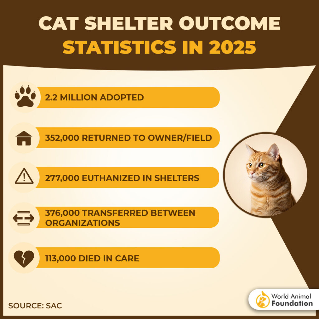 CAT SHELTER OUTCOME
STATISTICS IN 2025