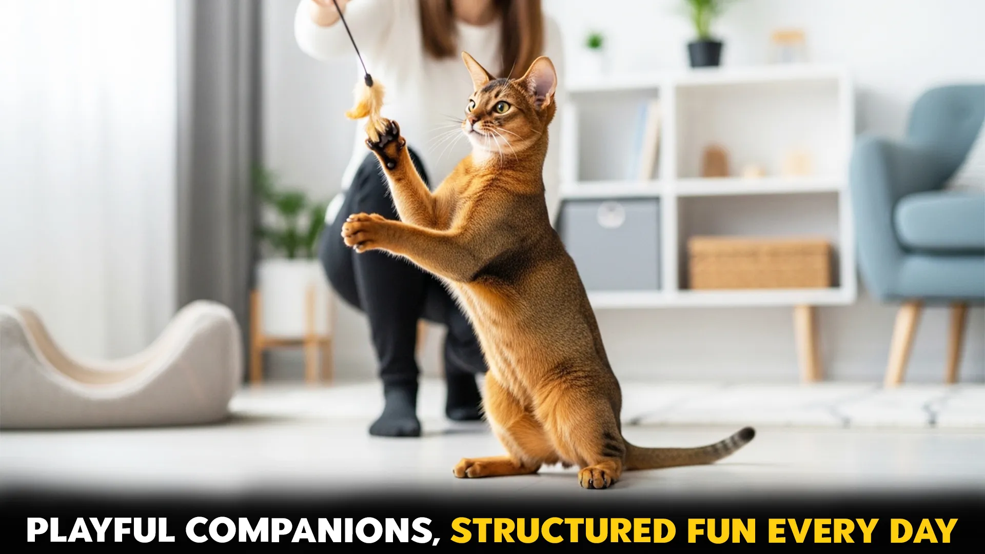 cat breeds that enjoy structured play sessions