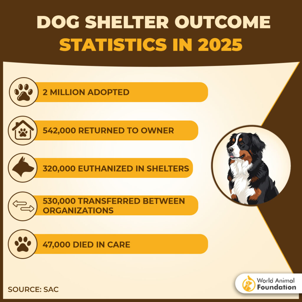 DOG SHELTER OUTCOME
STATISTICS IN 2025